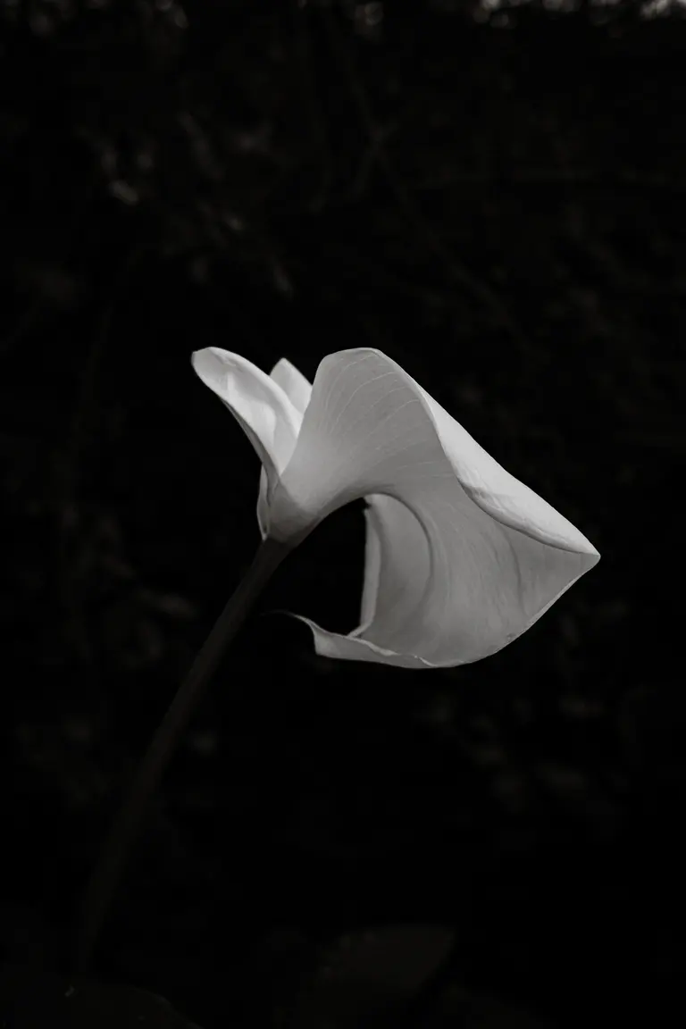 Photograph by Edede Oiwoh